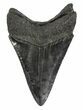 Black, Lower Megalodon Tooth #54241-2